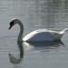 Cygne